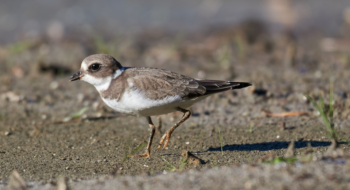 Semipalmated Plover - ML370085941