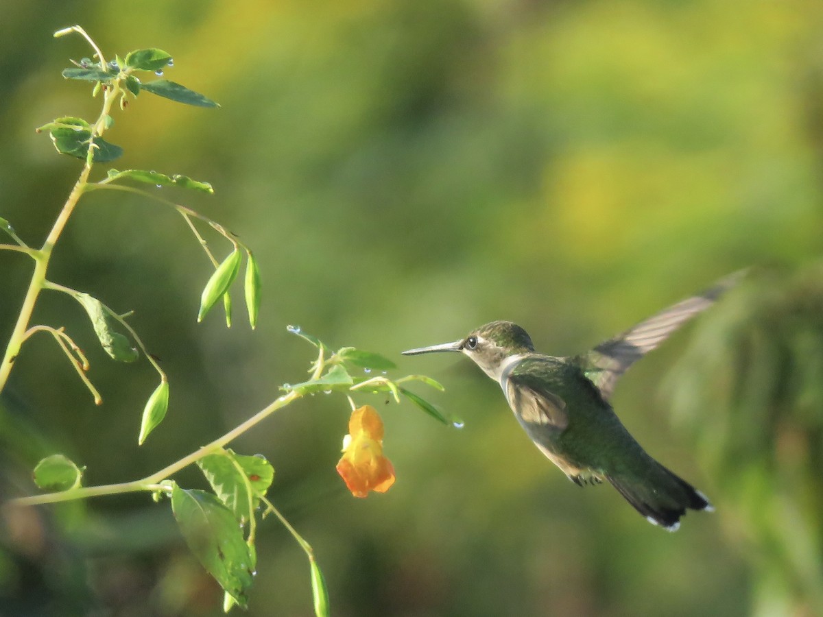 Ruby-throated Hummingbird - Seth McComsey