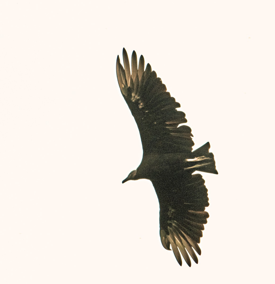 Black Vulture - ML370087591