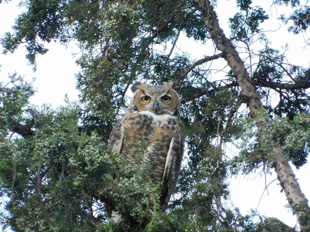 Great Horned Owl - Curtis Stewart