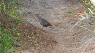 Tataupa Tinamou, ML370089691