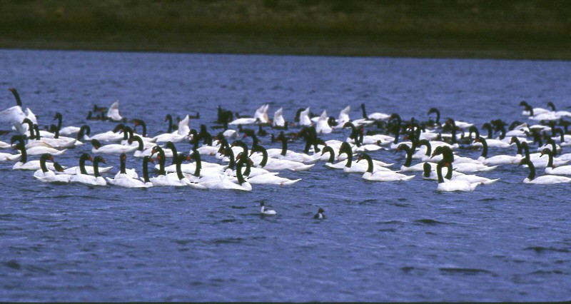 Black-necked Swan - ML370095241
