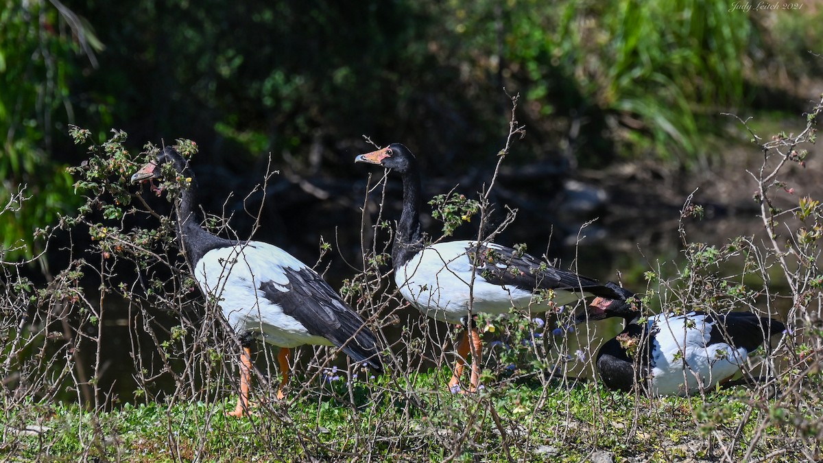 eBird Checklist 17 Sep 2021 Black Swan Lake (Ascot Court, Bundall) 19 species