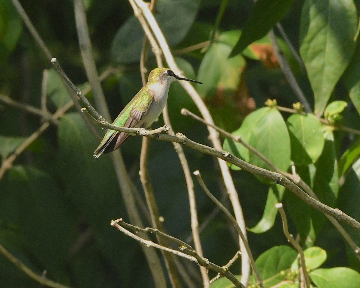 Ruby-throated Hummingbird - Ted Wolff