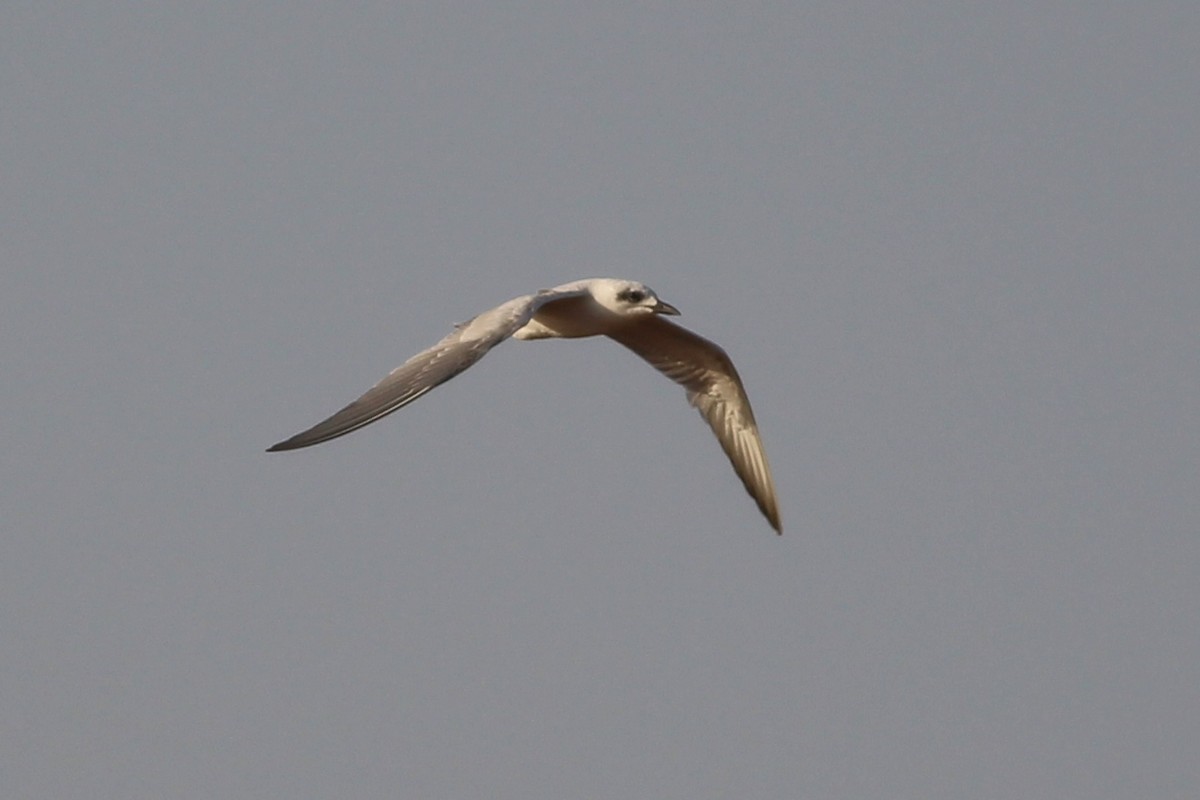 Gull-billed Tern - ML37010061