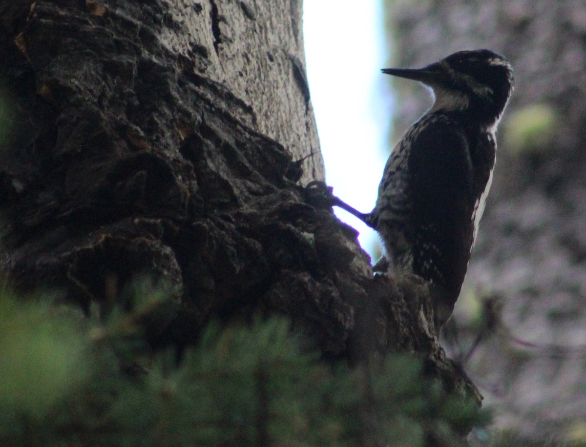 American Three-toed Woodpecker (Rocky Mts.) - ML370107101