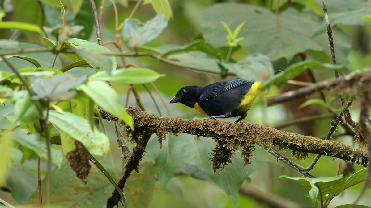 Golden-chested Tanager - Miguel Aguilar @birdnomad
