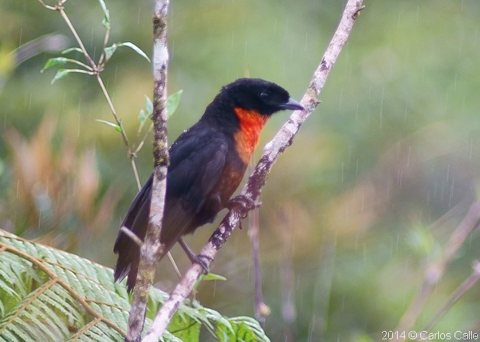 Red-ruffed Fruitcrow - Carlos Calle Quispe