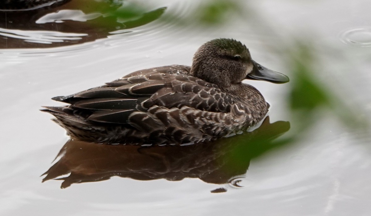 Blue-winged Teal - ML370115031