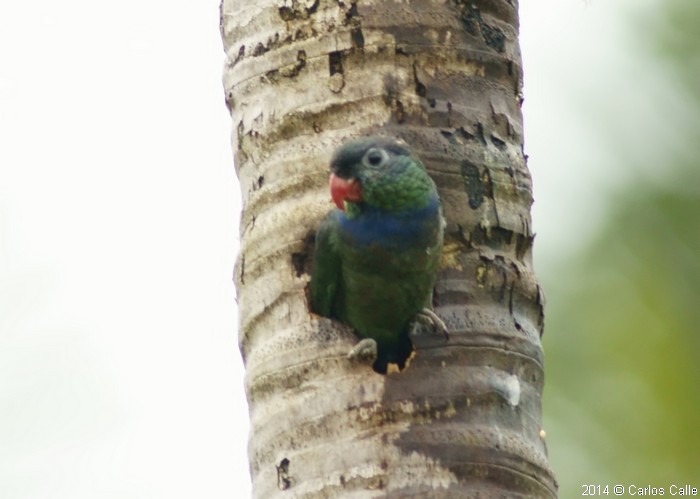 Red-billed Parrot - Carlos Calle Quispe