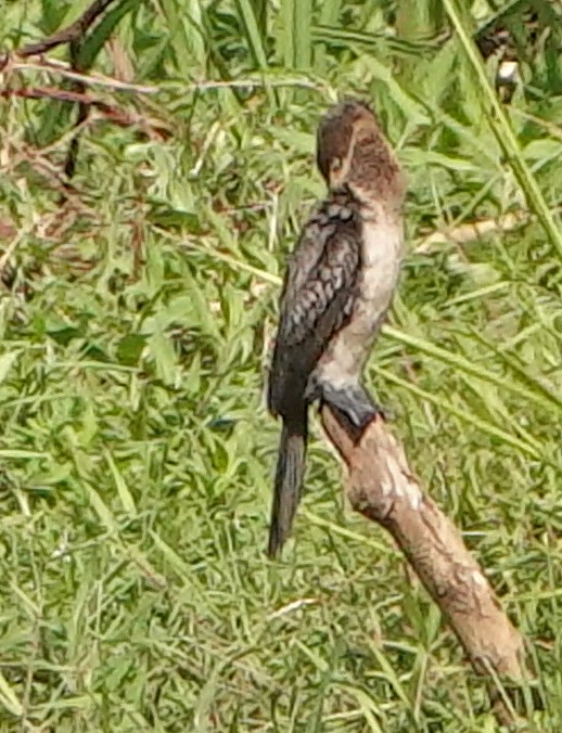 Long-tailed Cormorant - Diane Drobka