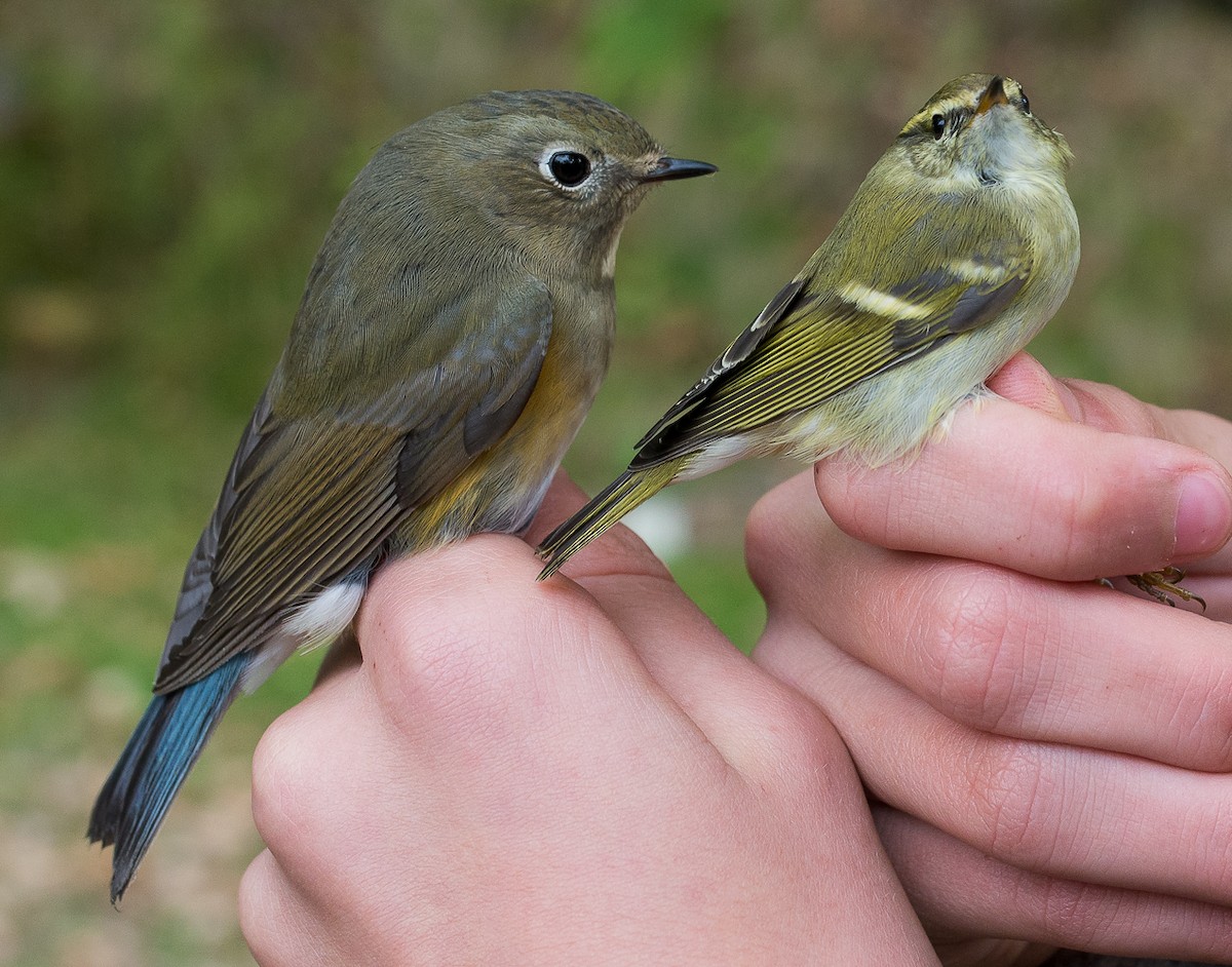 Red-flanked Bluetail - ML37012361