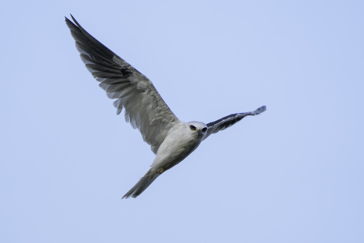 White-tailed Kite - ML370123781