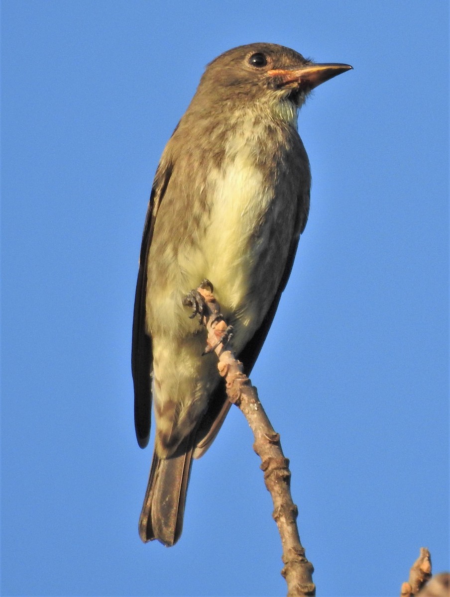 Olive-sided Flycatcher - Paul McKenzie