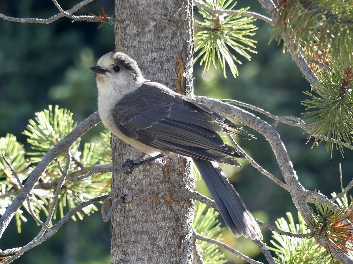 Canada Jay - Mike McGrenere