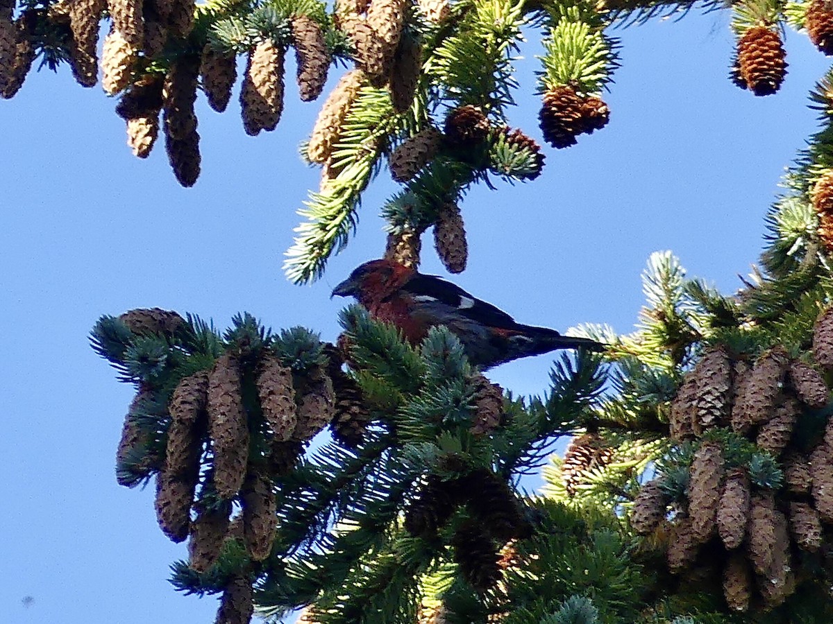 White-winged Crossbill - Mike McGrenere