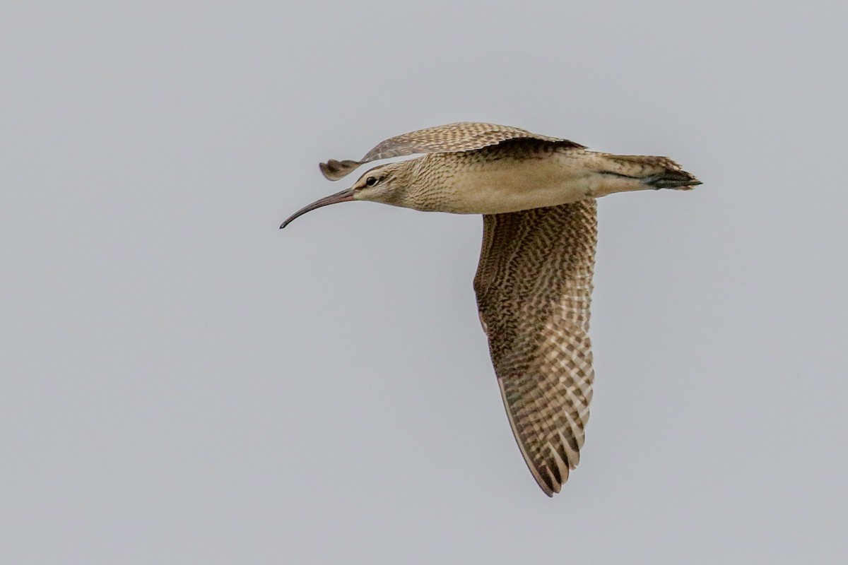 Whimbrel - Teresa Connell