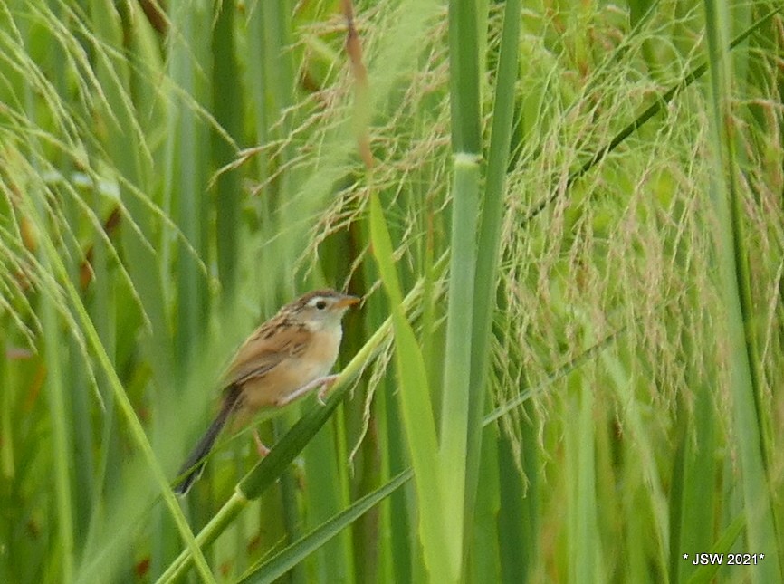 Indian Grassbird - Jaswinder Waraich