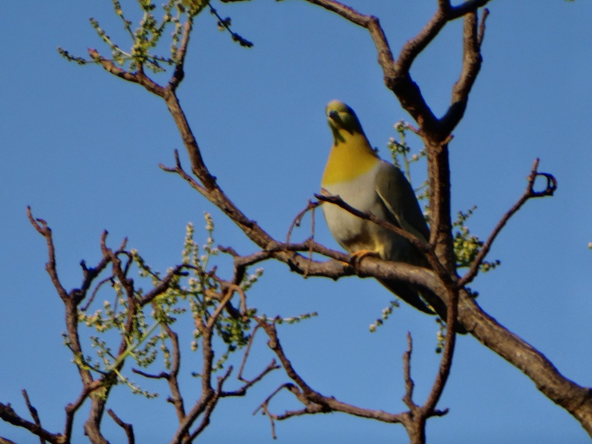 Yellow-footed Green-Pigeon - ML370144401