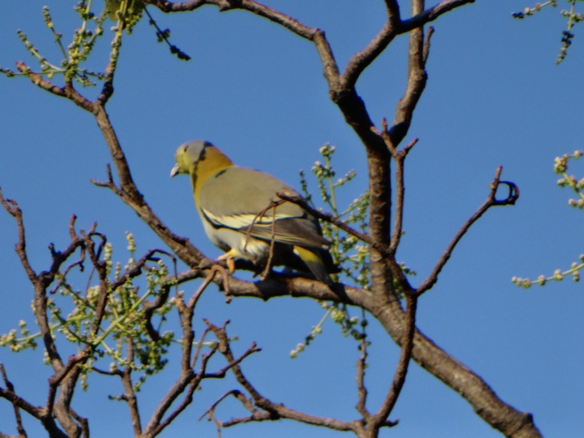 Yellow-footed Green-Pigeon - ML370144431