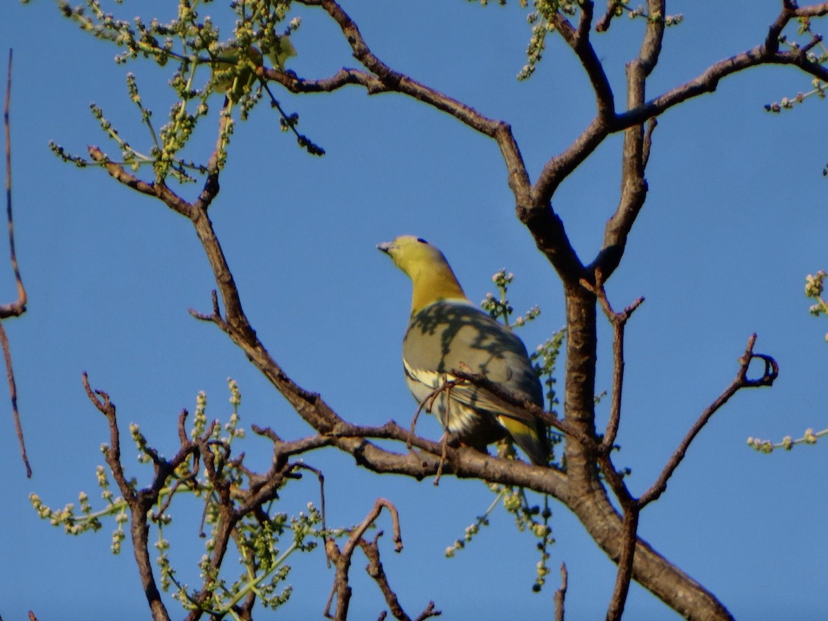 Yellow-footed Green-Pigeon - ML370144441