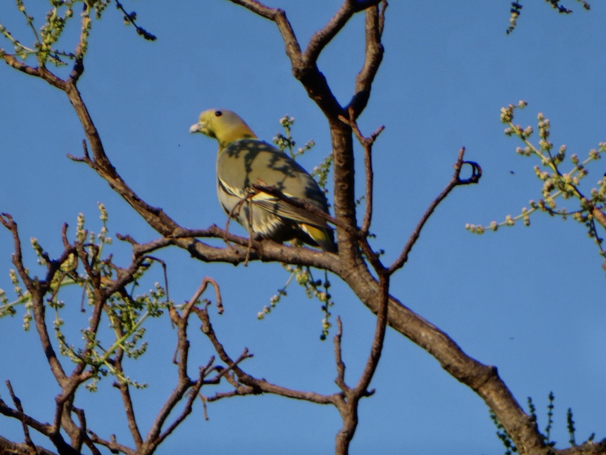 Yellow-footed Green-Pigeon - ML370144451