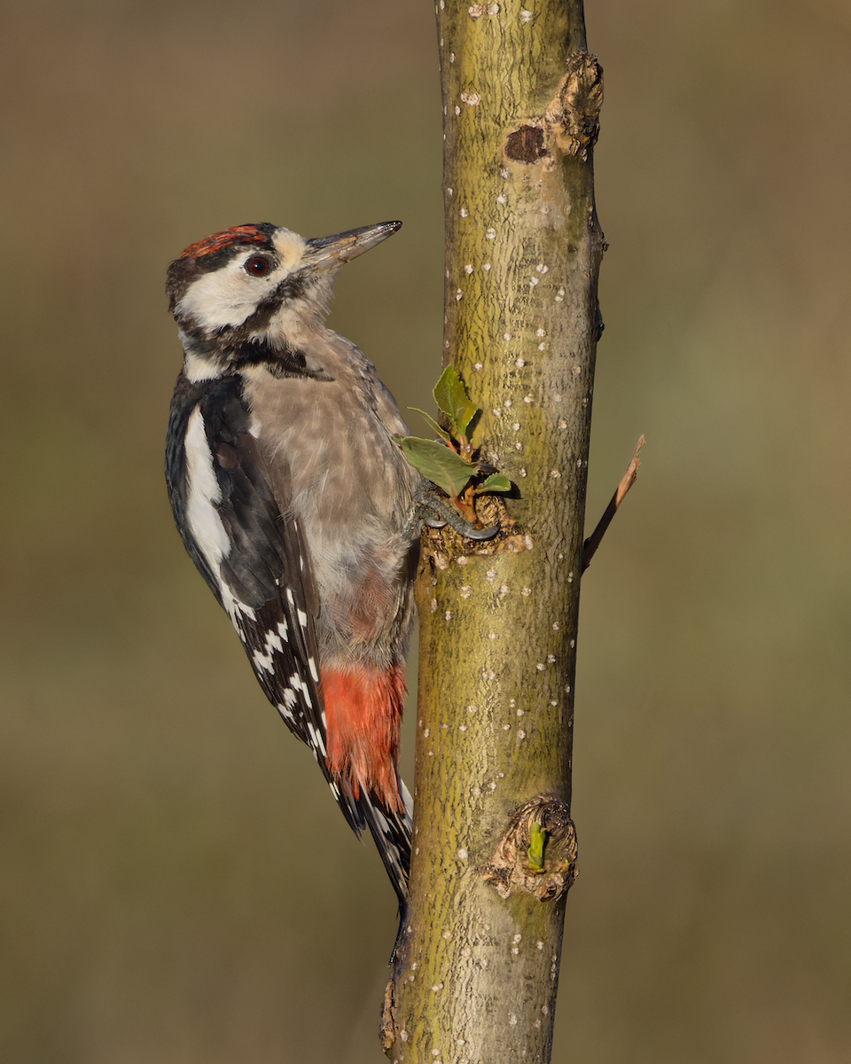 Great Spotted Woodpecker - Juan Parra Caceres