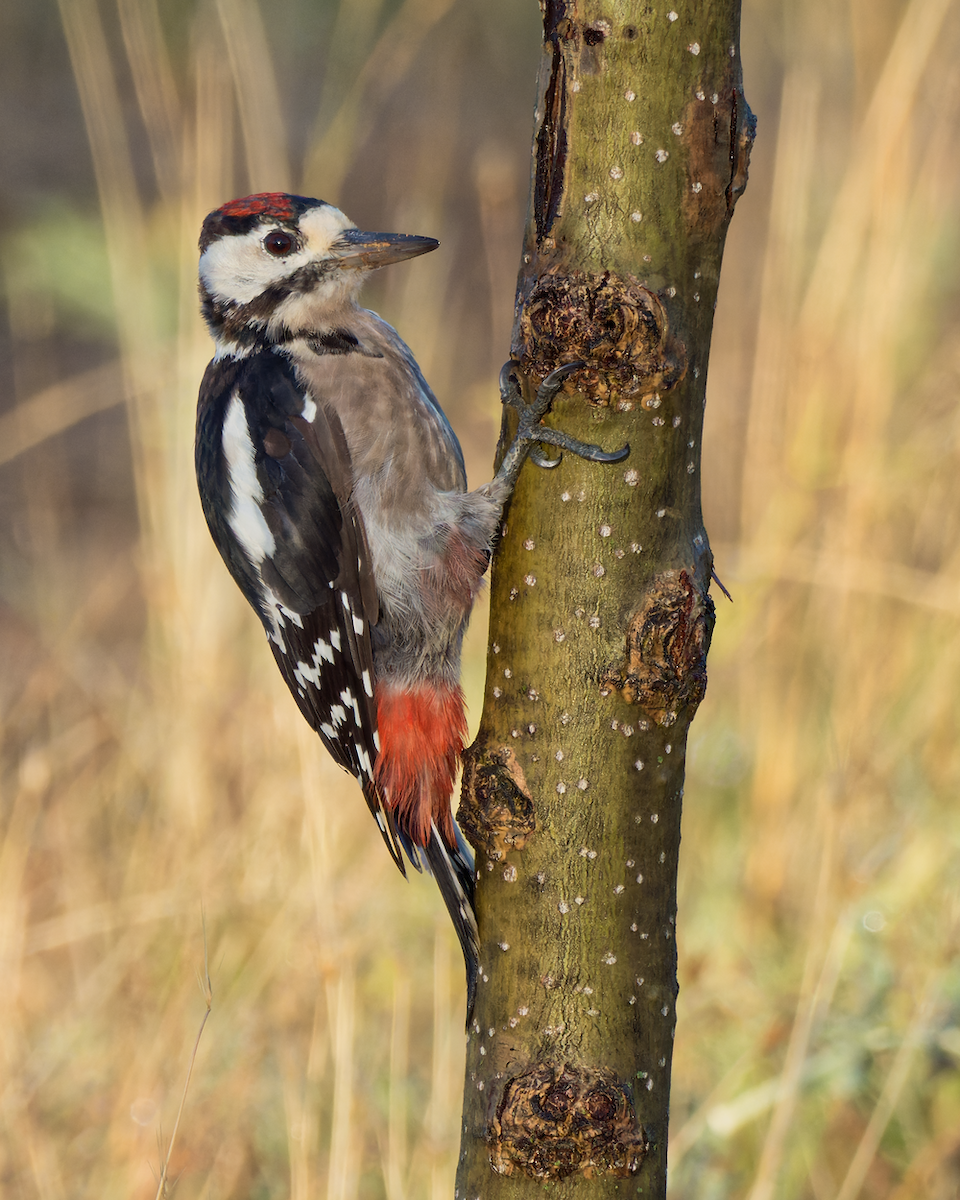 Great Spotted Woodpecker - ML370154701