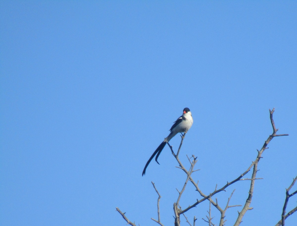 Pin-tailed Whydah - ML370163861