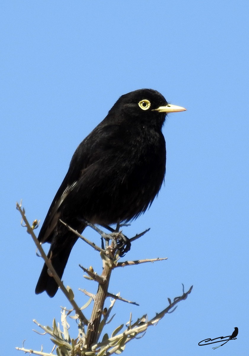 Spectacled Tyrant - ML370165321