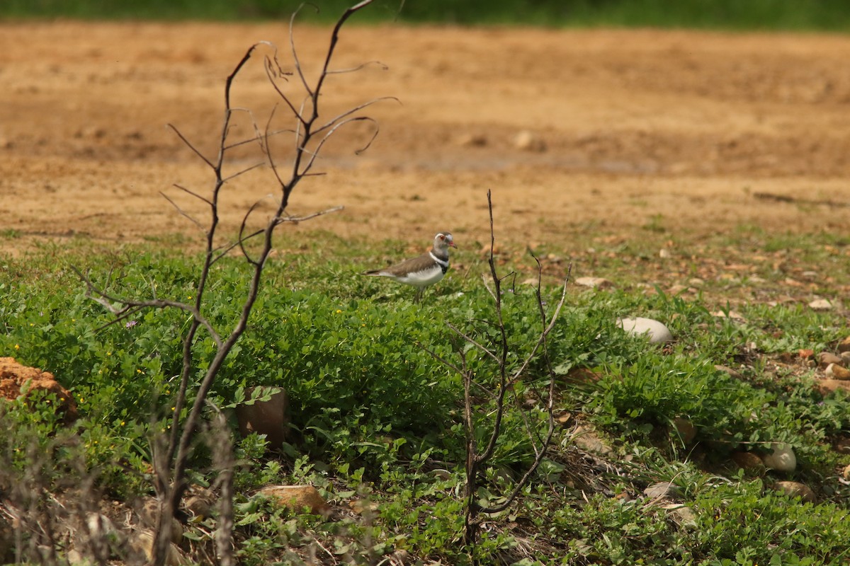 Three-banded Plover - ML370167061