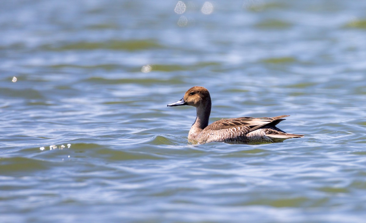 Northern Pintail - Steve Colwell