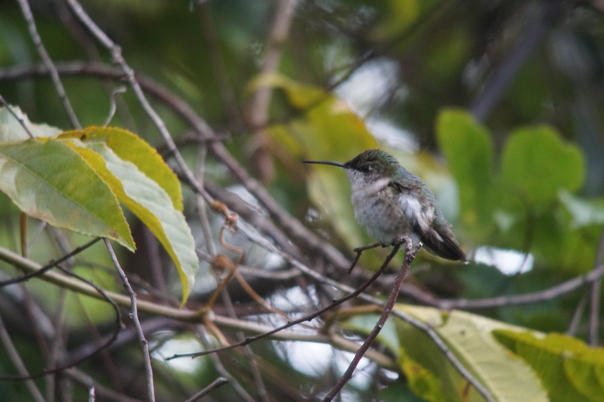 Ruby-throated Hummingbird - ML37018031