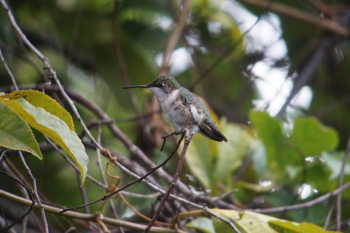 Ruby-throated Hummingbird - William Orellana (Beaks and Peaks)