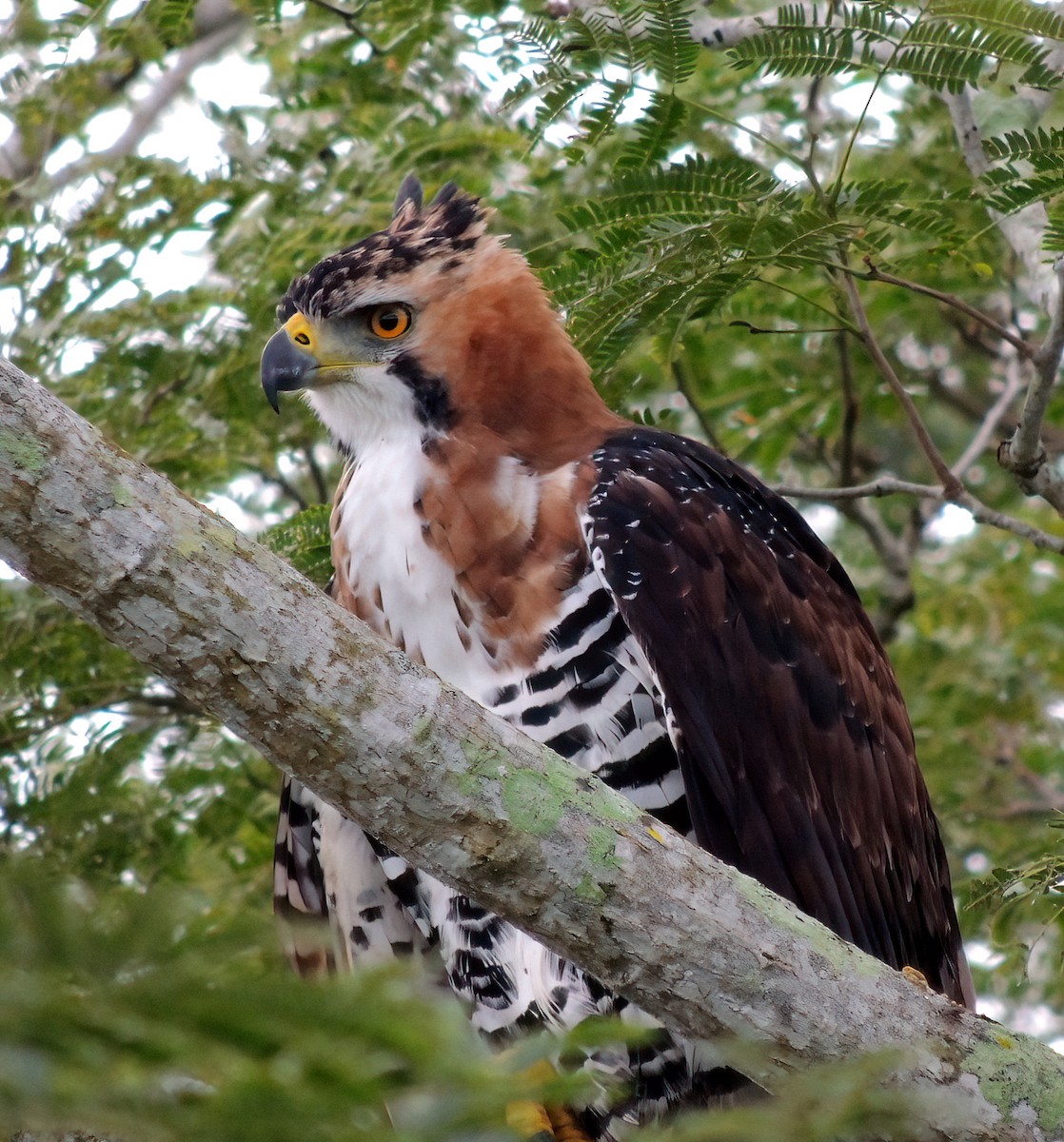 Ornate Hawk-Eagle - Araks Ohanyan