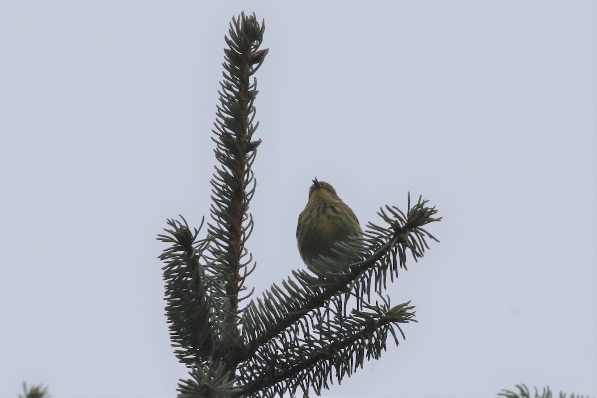 Cape May Warbler - ML370187831