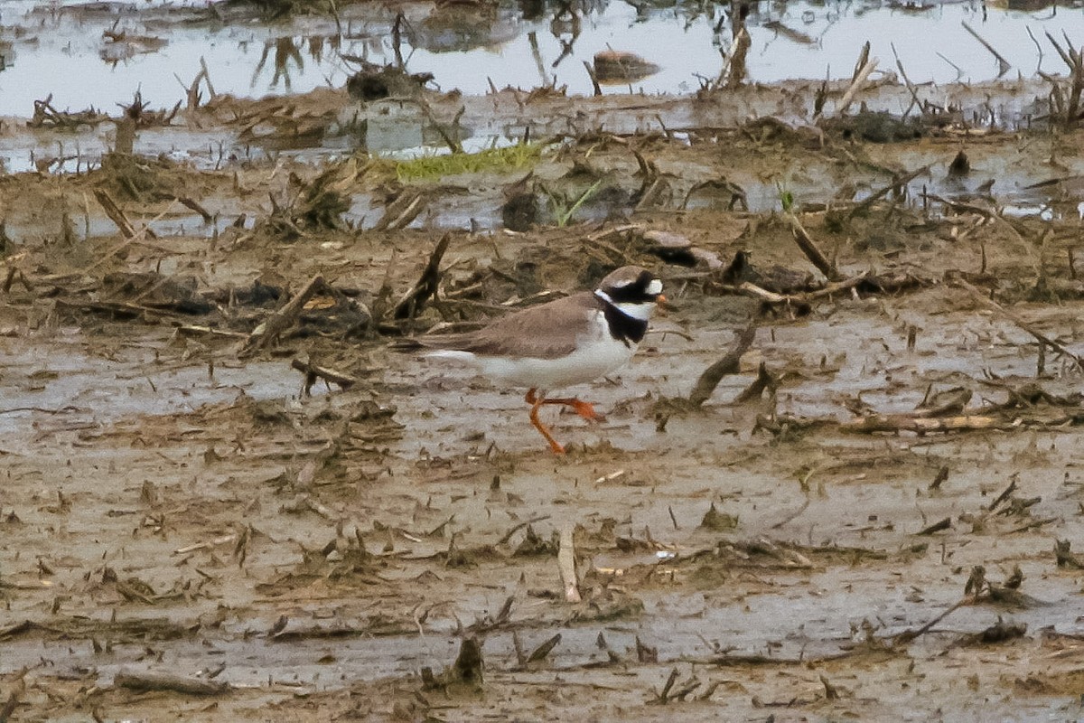 Common Ringed Plover - bryan moon