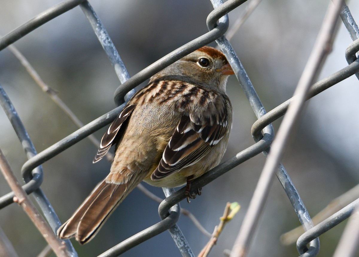 White-crowned Sparrow - Trevor Ambrico