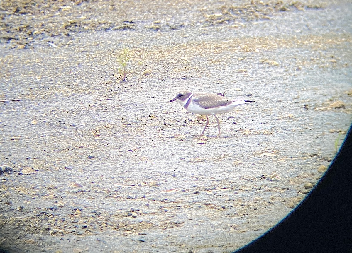 Semipalmated Plover - ML370193001