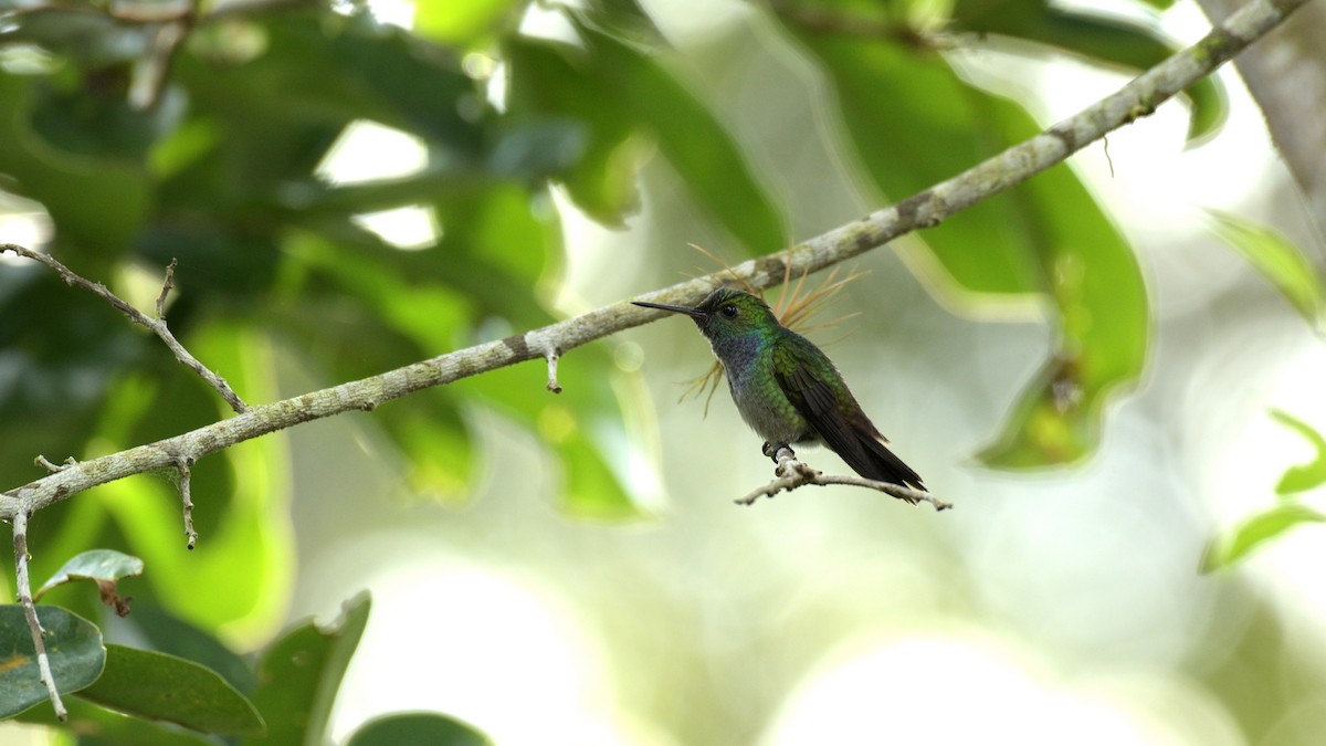 Blue-chested Hummingbird - Miguel Aguilar @birdnomad