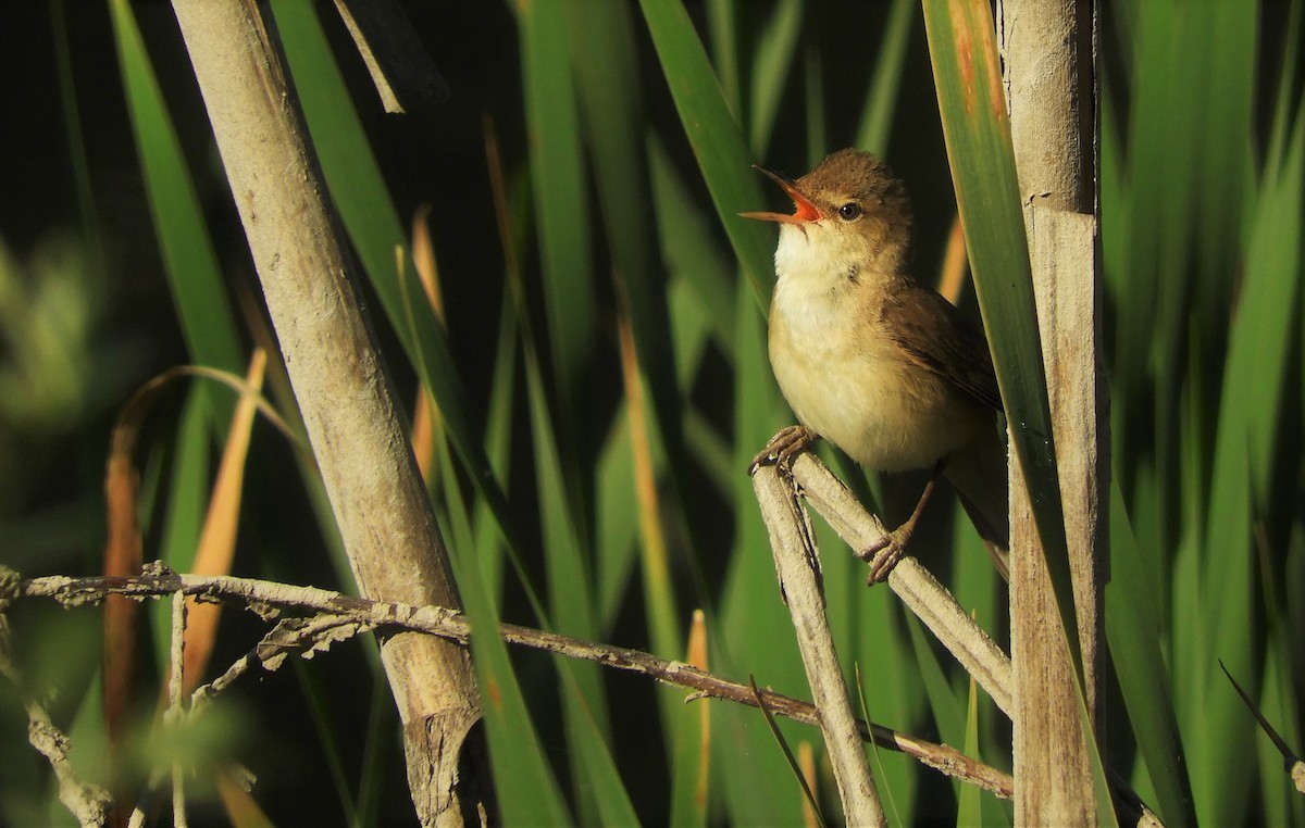 Common Reed Warbler - ML370196231