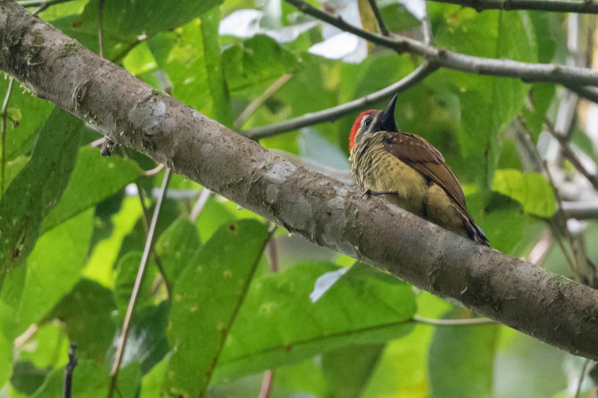 Yellow-vented Woodpecker - Dan Ellison