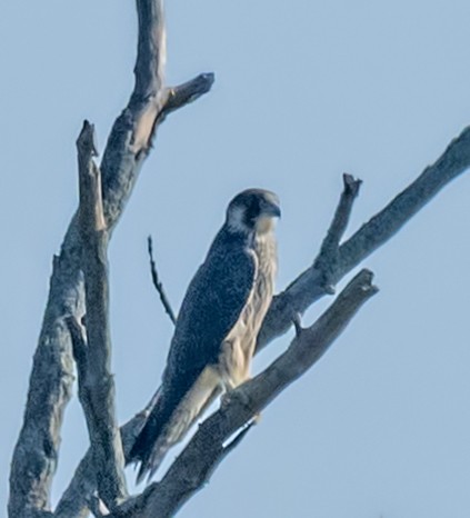 Peregrine Falcon - jeff jackson