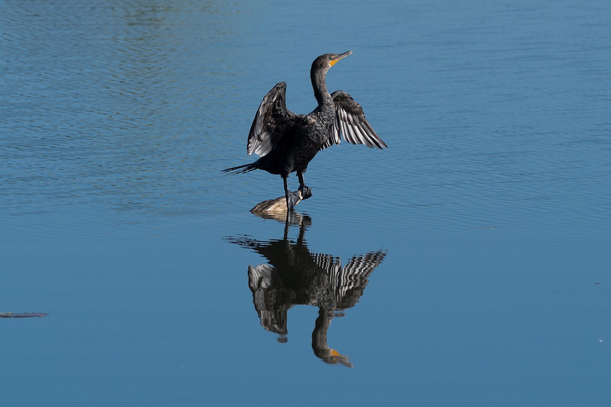 Double-crested Cormorant - Bill VanderMolen