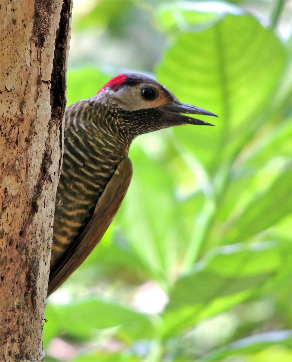 Golden-olive Woodpecker - ML370200601