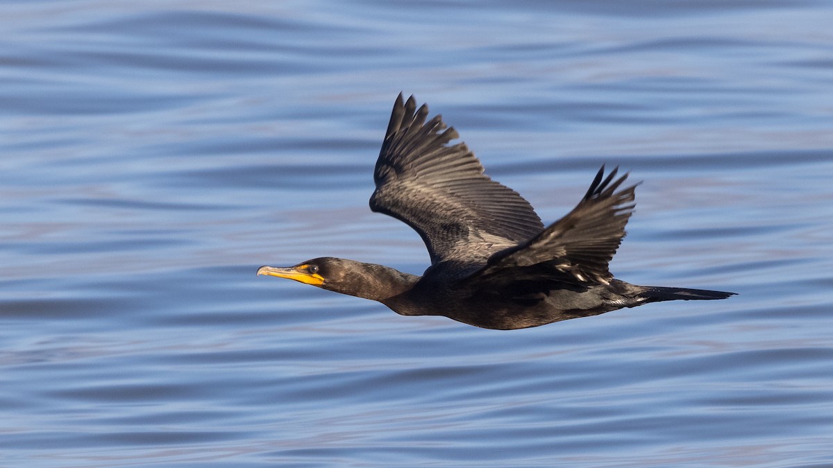 Double-crested Cormorant - Lyall Bouchard