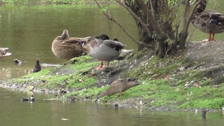 Blue-winged Teal, ML370204111