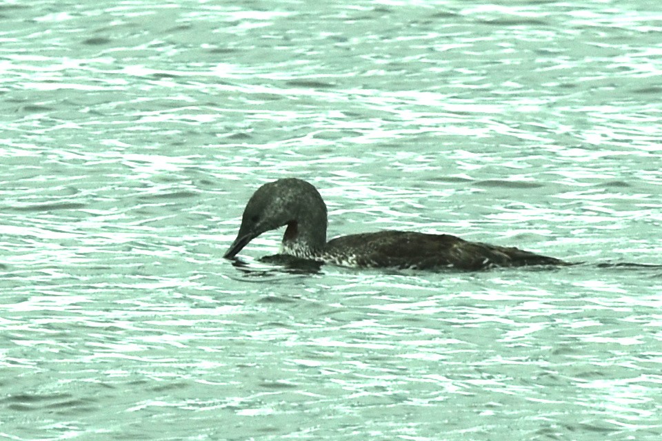 Red-throated Loon - ML370211911