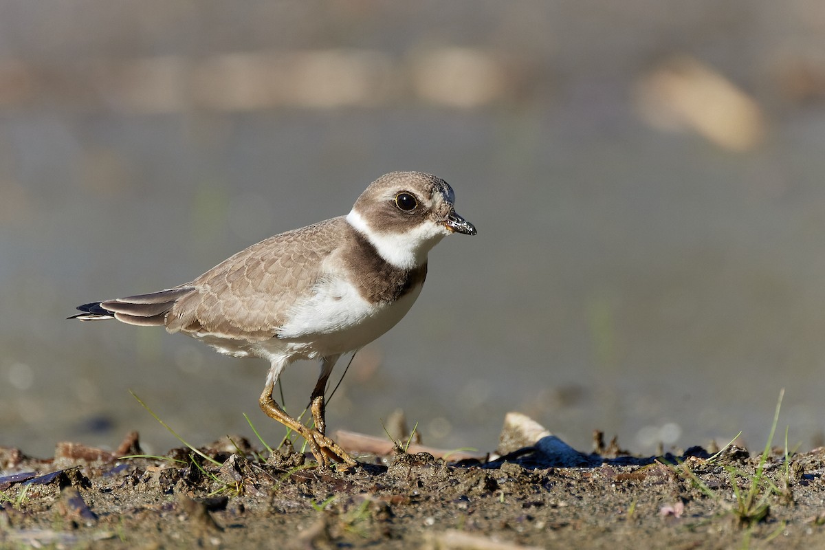 Semipalmated Plover - ML370215571