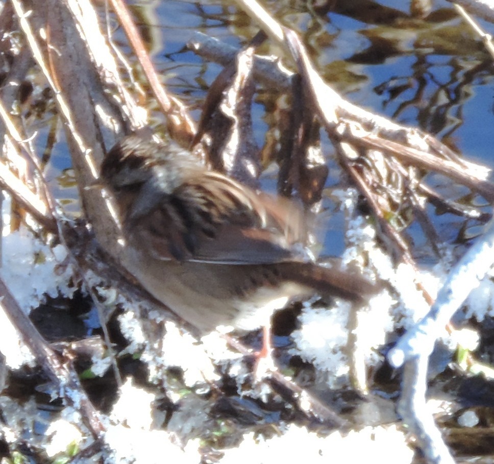 Swamp Sparrow - John McKay